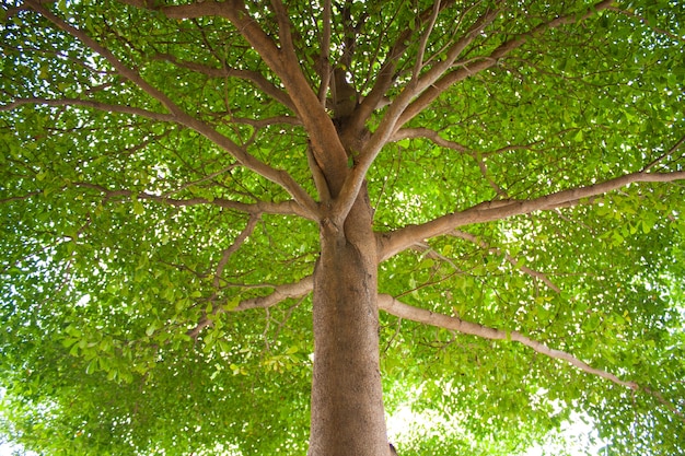 Sous l&#39;arbre.