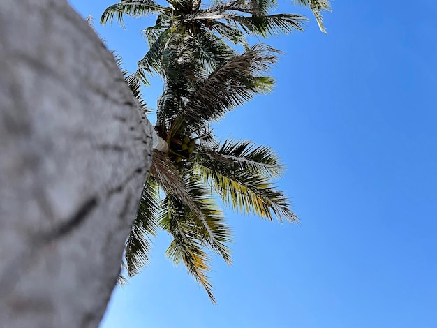 Sous cocotier avec ciel bleu.