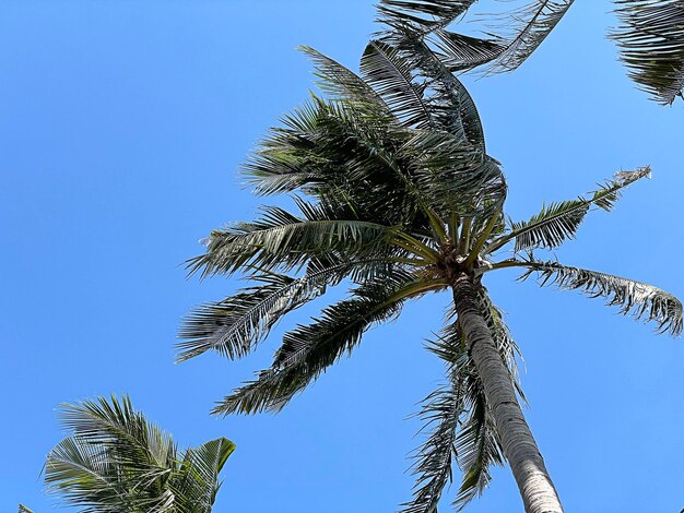 Sous cocotier avec ciel bleu.