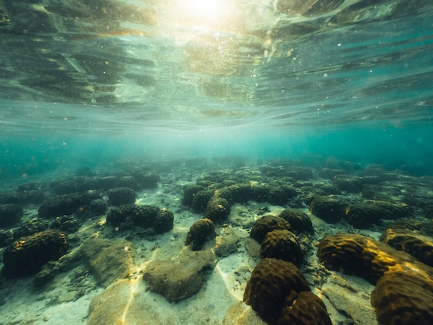 Sous l'eau à la plage de l'île