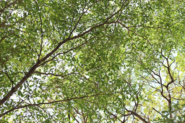 sous le grand arbre