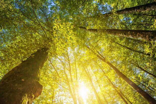 Sous les hautes cimes des arbres regardant le soleil