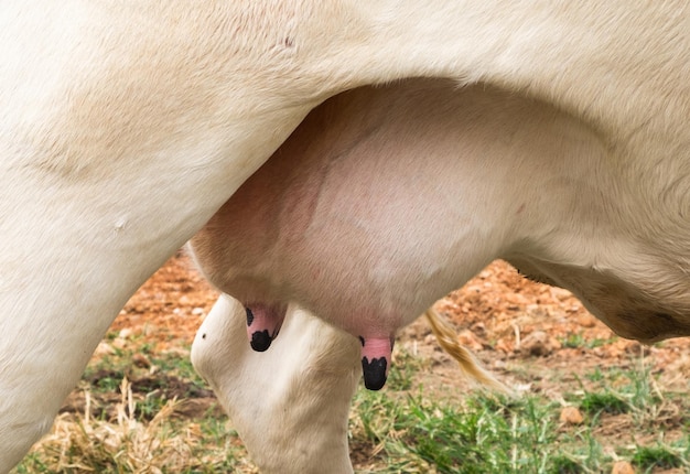 Sous de lait jeune vache