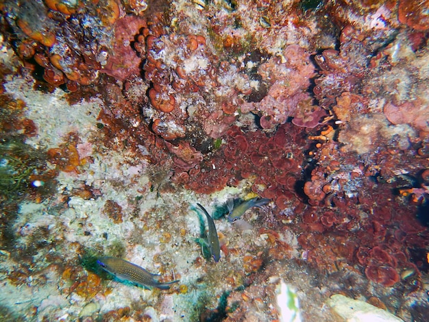 Sous la mer. Récif Méditerranéen.