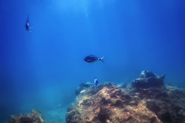 Sous la mer Scène sous-marine Lumière du soleil Poisson Vie sous-marine