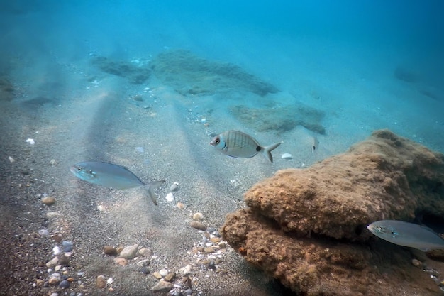 Sous la mer, scène sous-marine, lumière du soleil, vie sous-marine des poissons.