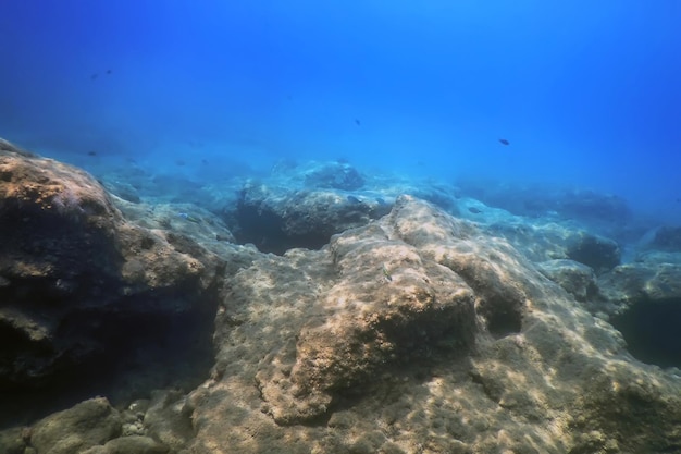 Sous la mer, vie sous-marine, scène sous-marine de poissons