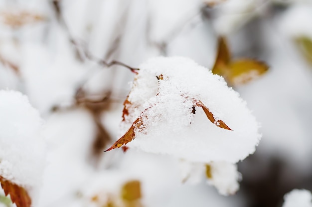 Sous la neige