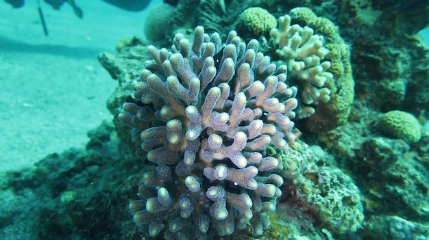 Sous-plongée en mer Rouge