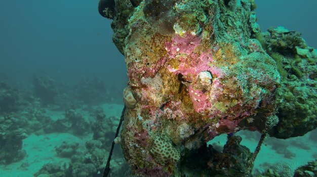 Sous-plongée en mer Rouge