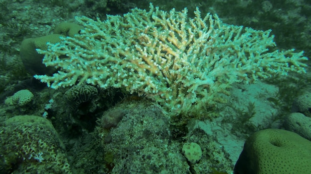 Sous-plongée en mer Rouge