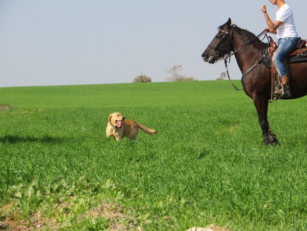 Photo sous-section d'une femme adulte à mi-âge à cheval sur un champ herbeux par un chien contre un ciel clair