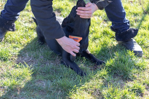 Photo sous-section d'un homme avec un chien debout sur un terrain herbeux