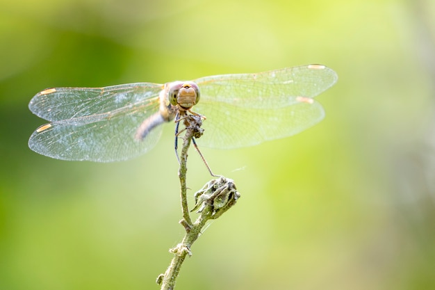 Southern Hawker perché sur une branche