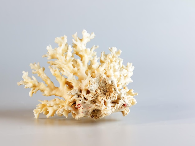 Souvenir de corail de mer isolé sur un fond blanc