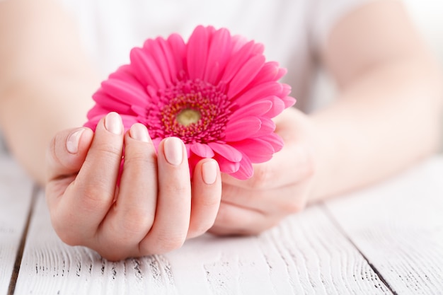 Spa et concept de soins du corps, gerbera rose à la main féminine