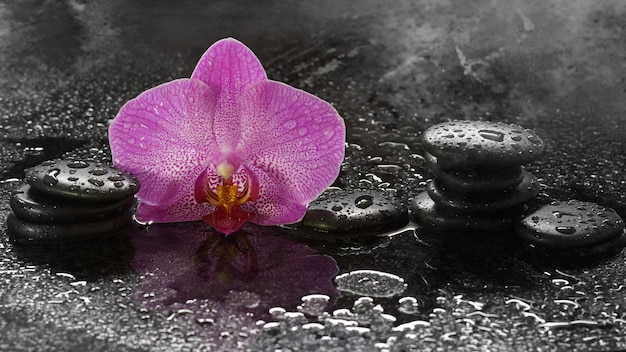 Spa pierres et orchidée sur une table sombre avec des gouttes d'eau et de la réflexion.