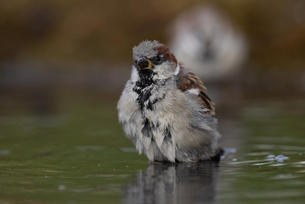 Sparrow Passer domesticus un jeune moineau se baigne