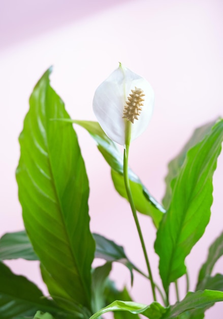 Spathiphyllum fleur blanche et feuille verte sur fond rose tendre libre