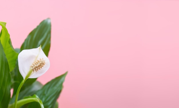 Spathiphyllum fleur blanche et feuille verte sur fond rose tendre libre