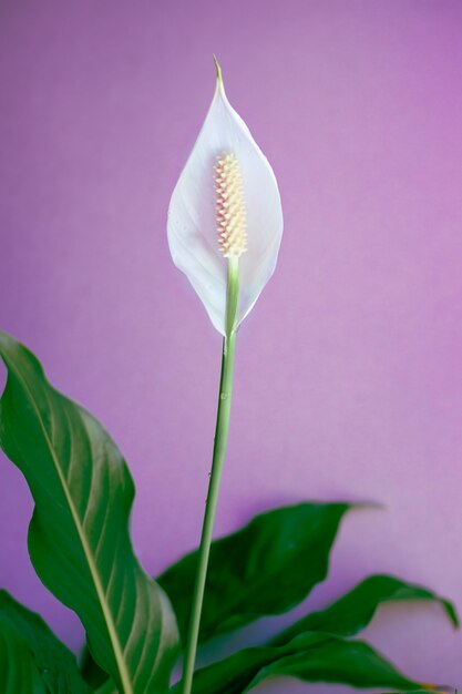 Le Spathiphyllum fleurit. Fleur délicate blanche en fleurs portant le nom de bonheur féminin, avec des feuilles vertes juteuses sur fond lilas.