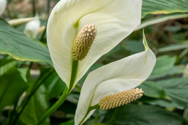 Spathiphyllum kochii est une plante ornementale avec de belles fleurs blanches fleur blanche en pleine floraison sur fond clair feuilles vertesxA