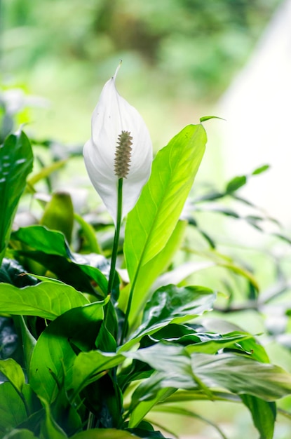 Spathiphyllum White Calla un gros plan de fleurs en été à la lumière du jour