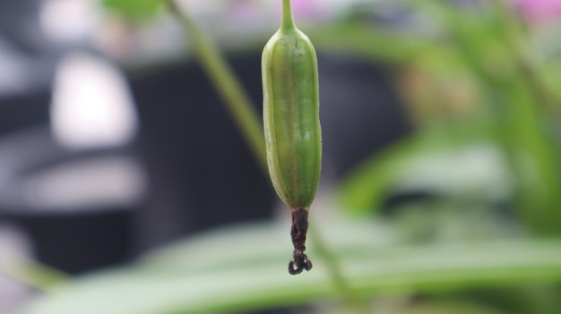 Spathoglottis plicata, cette fleur communément connue sous le nom d'orchidée terrestre des Philippines, fleur pourpre.