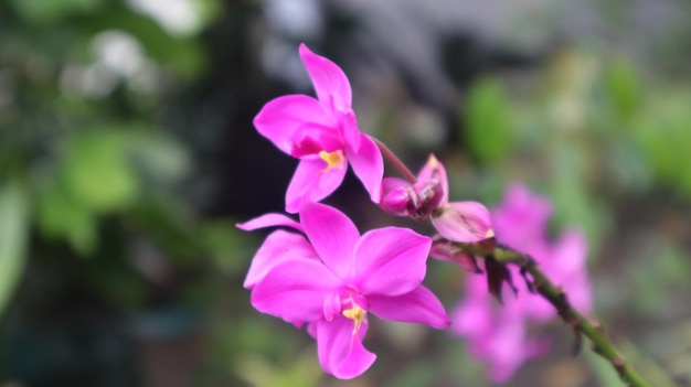 Spathoglottis plicata, cette fleur communément connue sous le nom d'orchidée terrestre des Philippines, fleur pourpre.