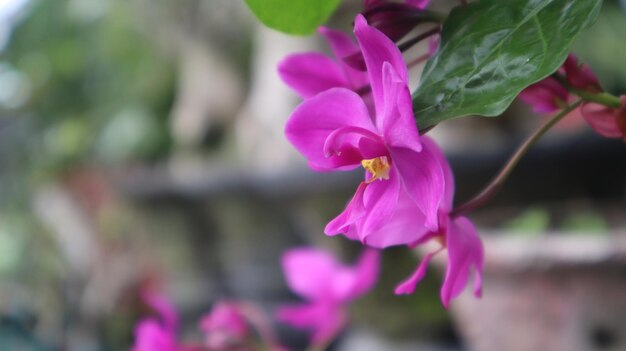 Spathoglottis plicata, cette fleur communément connue sous le nom d'orchidée terrestre des Philippines, fleur pourpre.