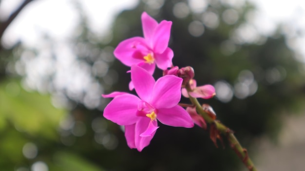 Spathoglottis plicata, cette fleur communément connue sous le nom d'orchidée terrestre des Philippines, fleur pourpre.