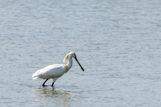 Spatule blanche debout dans l'eau peu profonde (Platalea leucorodia)