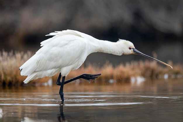 Spatule blanche Platalea leucorodia Malaga Espagne