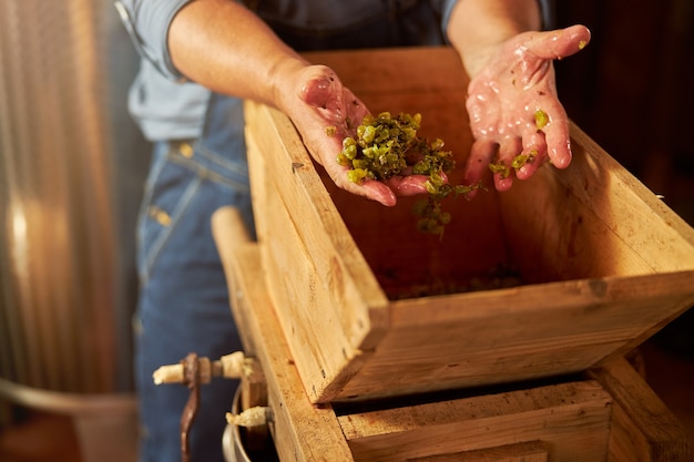 Spécialiste de la vinification habile montrant les peaux et les solides de raisin laissés dans ses mains après l'extraction du jus