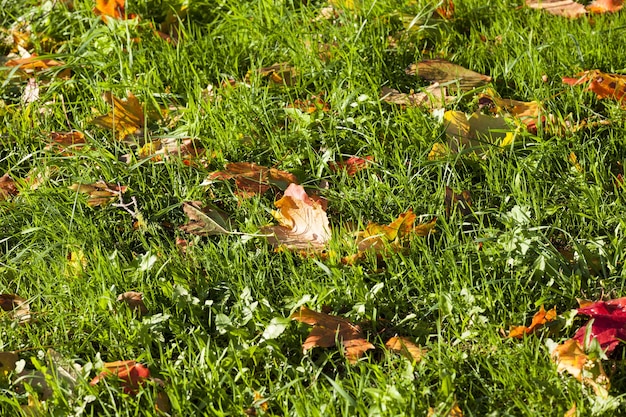 Spécificités et particularités de la saison d'automne à l'exemple des plantes à feuilles caduques, chute des feuilles d'automne en forêt ou dans le parc