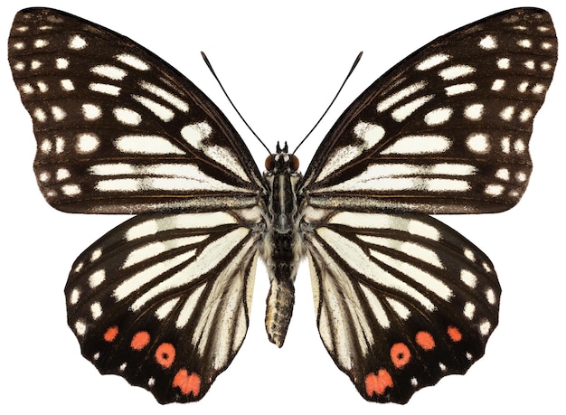 Spécimen de papillon Hestina assimilis