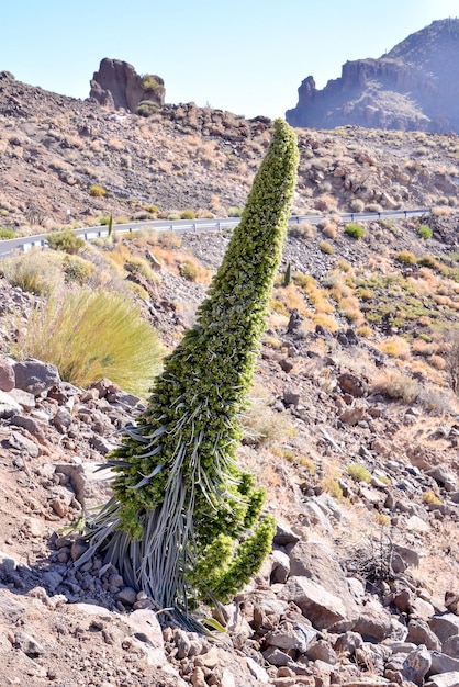 Des spécimens de Vipérine commune rouge endémique de Tenerife dans le Parc National du Teide Iles Canaries Espagne