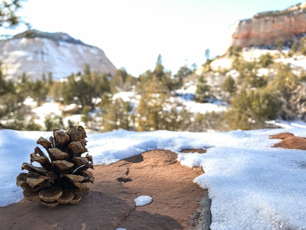 Spectacle dans le parc national de Zion