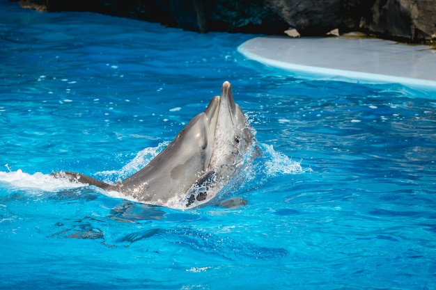 Spectacle de dauphins en Thaïlande