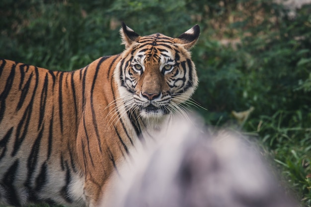 Spectacle du tigre au zoo