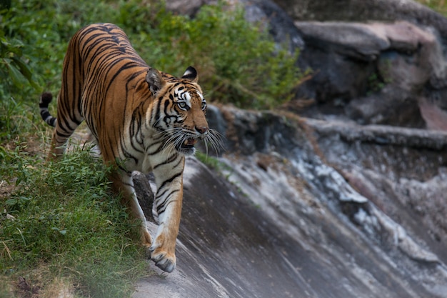 Spectacle du tigre au zoo