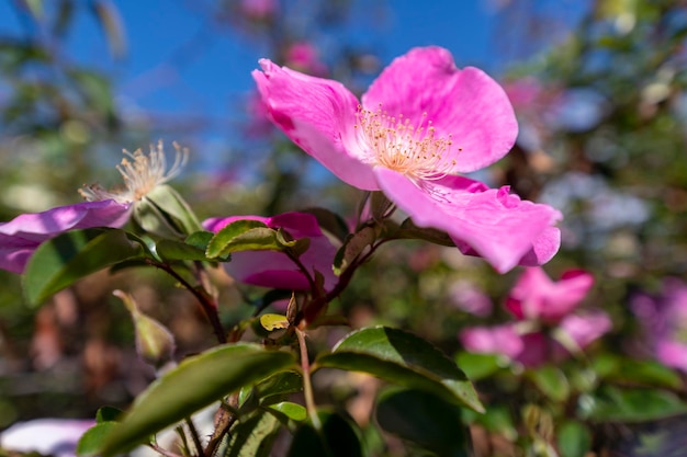 Photo un spectacle de la nature la rose sauvage