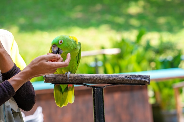 Un spectacle d'oiseaux dans un parc ornithologique. Un entraîneur avec des perroquets.