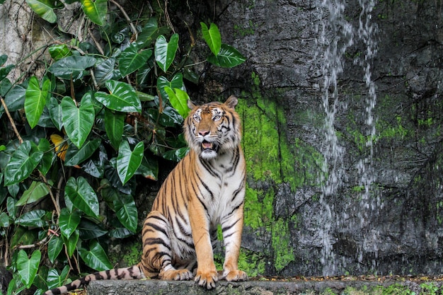 Spectacle de tigre marchant devant la mini cascade