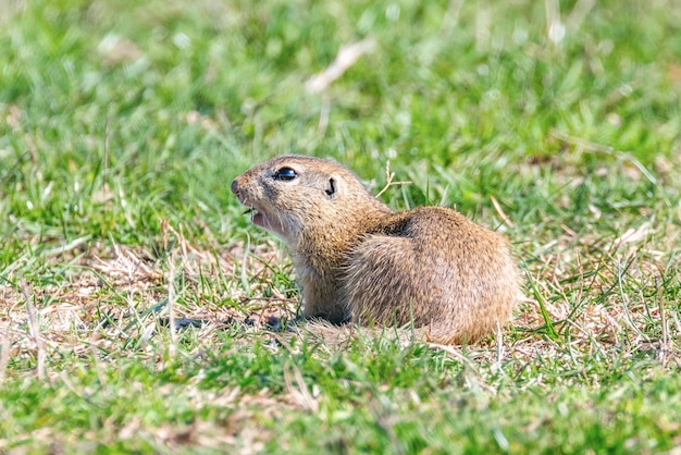 Spermophile européen Souslik Spermophilus citellus environnement naturel