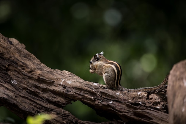 Spermophile indochinois sur bois sec dans le parc de la Thaïlande