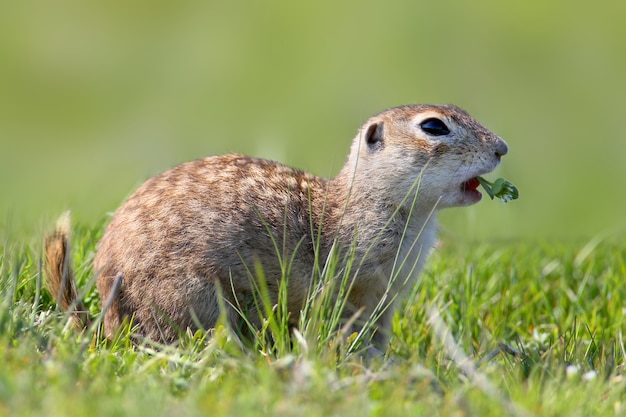 Le spermophile moucheté ou souslik tacheté (Spermophilus suslicus) sur le sol mangeant une herbe. Vue très rapprochée.