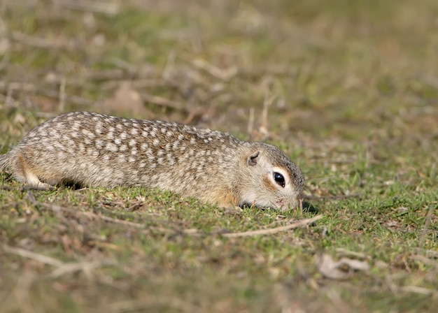 Le spermophile moucheté ou souslik tacheté (Spermophilus suslicus) sur le sol.