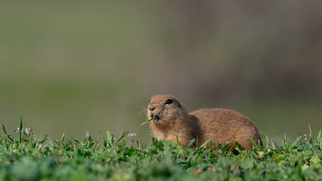 Le spermophile Spermophilus pygmaeus mange de l'herbe dans le pré.