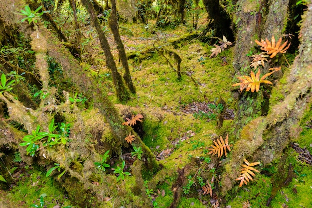 Sphaigne dans le sentier de la nature d&#39;Ang Ka Luang